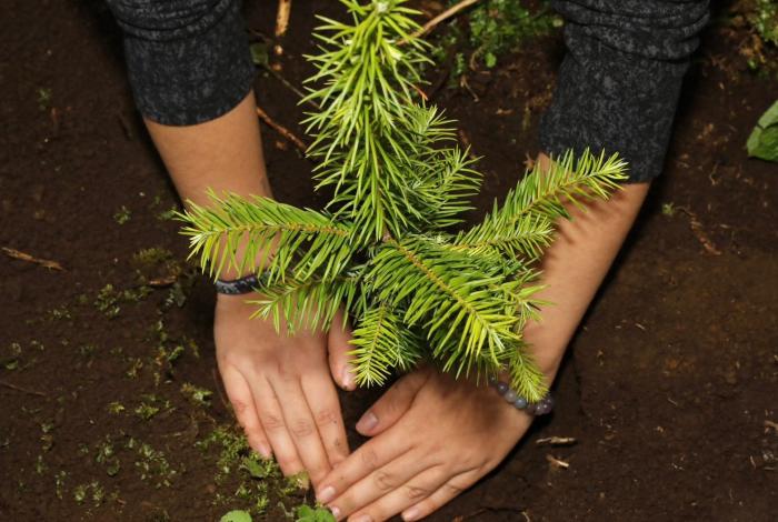 Reforestadas más de 2 mil hectáreas en la Reserva de la Biosfera de la Mariposa Monarca