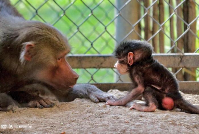 Reforma ambiental protege y conserva la vida animal en Michoacán: Alejandro Méndez