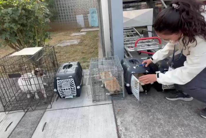 Refuerza Gobierno de Morelia atención y cuidado de felinos en instalaciones del Issste