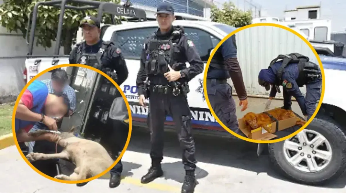 Refuerzan en Celaya combate contra el maltrato animal