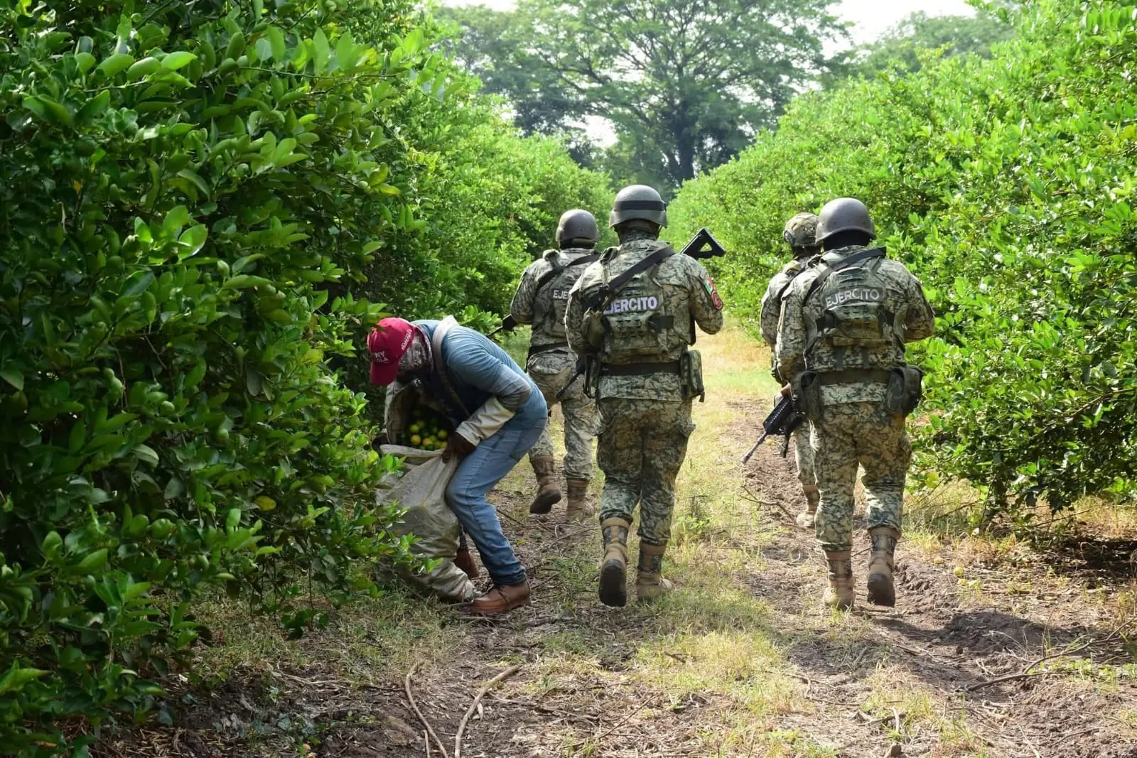  Refuerzan vigilancia militar en huertas de limón de Tierra Caliente