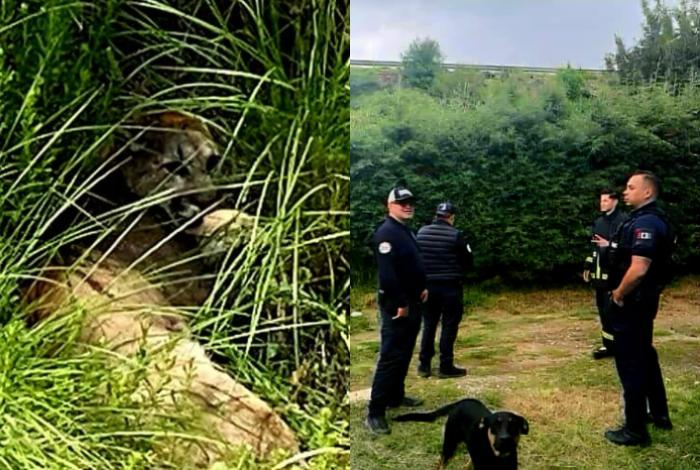 Reportan a un puma merodeando la colonia Joya de los Molinos, en Pátzcuaro