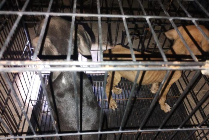 Rescata FGE a 7 caninos en condiciones de maltrato, en Apatzingán