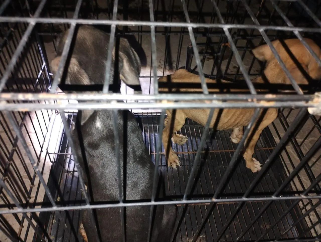 Rescata FGE a 7 perritos maltratados en Apatzingán