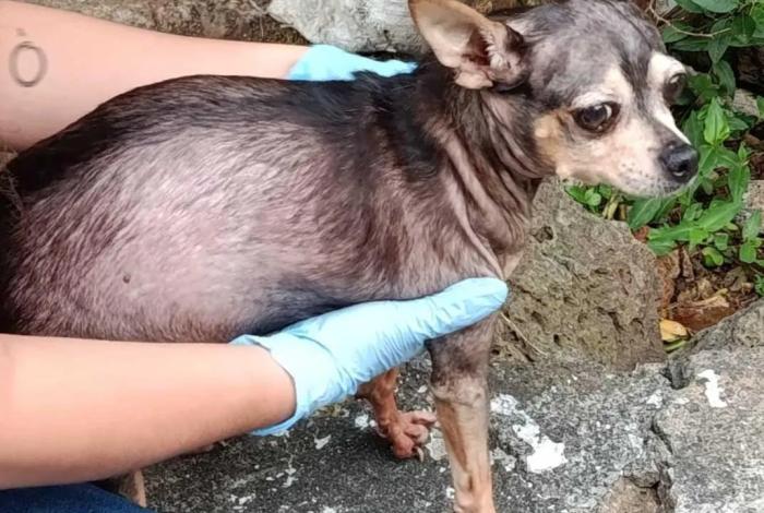 Rescata FGE a canino víctima de crueldad en Morelia y lo pone bajo resguardo seguro