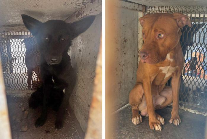 Rescata FGE a dos caninos en Morelia, tras denuncia por maltrato animal