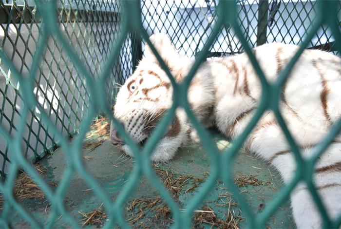 Rescata FGE ejemplar de tigre de bengala cachorro durante cateo en Ecuandureo