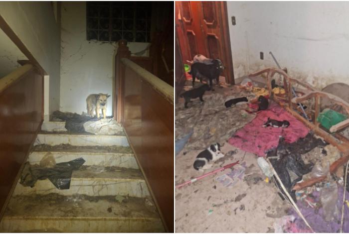 Rescatan a 29 perros víctimas de maltrato extremo en Sahuayo; hay una mujer detenida