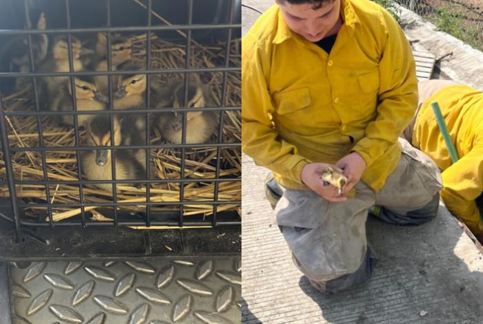 Rescatan a 9 patitos silvestres atrapados en alcantarilla de Morelia