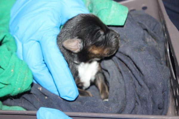 Rescatan a cinco perros en vivienda de Galaxia Tarímbaro