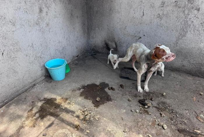 Rescatan a cuatro perros aband0nados y en los huesos, en Maravatío