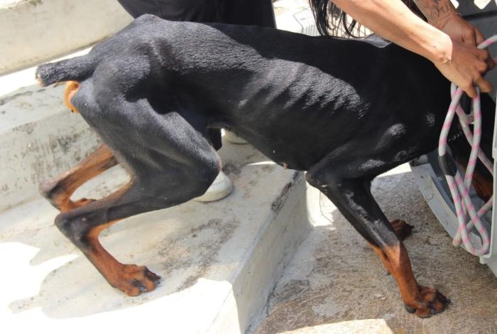 Rescatan a doberman del abandono en Villas del Pedregal