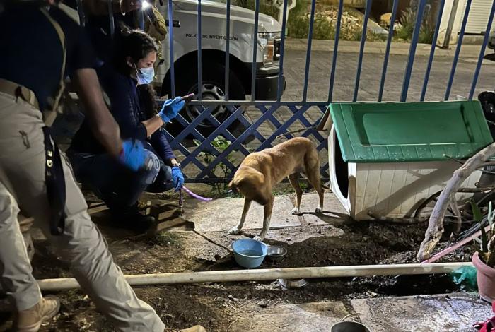 Rescatan a dos perritos maltr4tados en Villas del Pedregal, Morelia