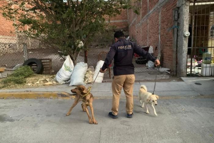 Rescatan a dos perros maltr4tados en La Piedad