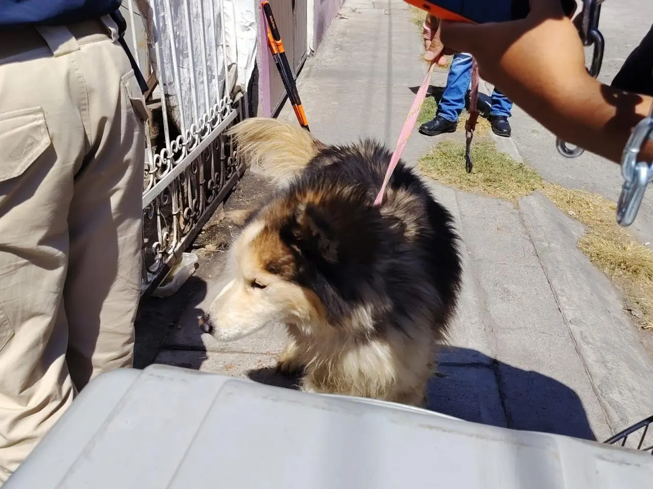 Rescatan a Husky en Tarímbaro