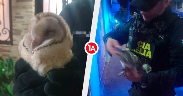 Rescatan a lechuza en Morelia, estuvo a punto de ser arr0llada