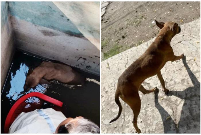 Rescatan a perrito atrapado en pozo de cinco metros en Apatzingán