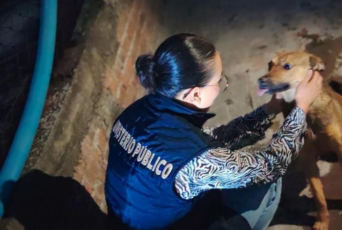 Rescatan a tres perritos maltr4tados, en inmuble de Morelia