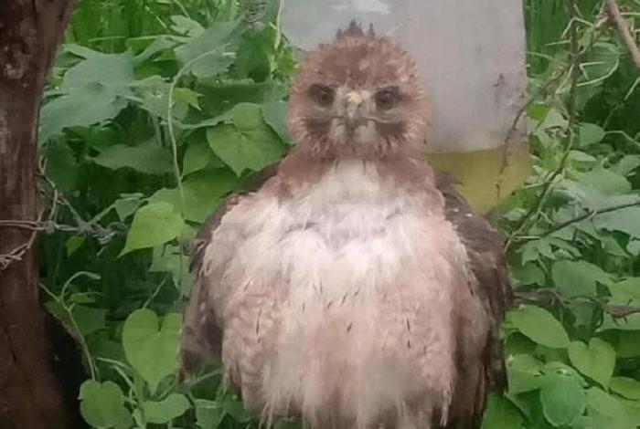 Rescatan halcón cola roja en Morelia