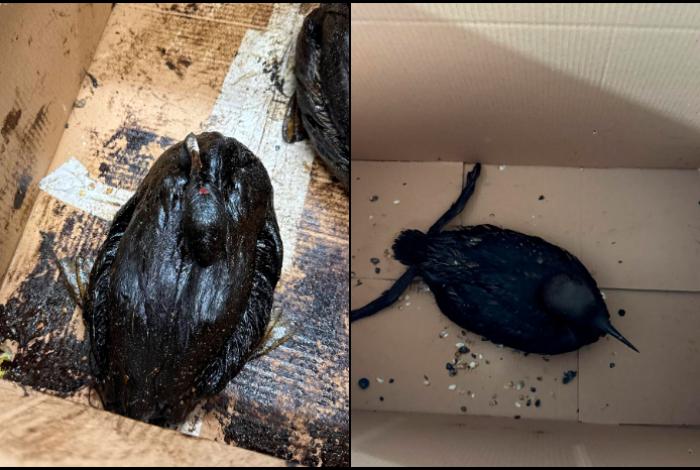 Rescatan más de 200 pájaros embadurnados de petróleo en el mar Negro