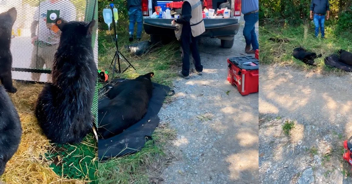Rescatan y liberan a familia de osos negros en zona protegida de Nuevo León
