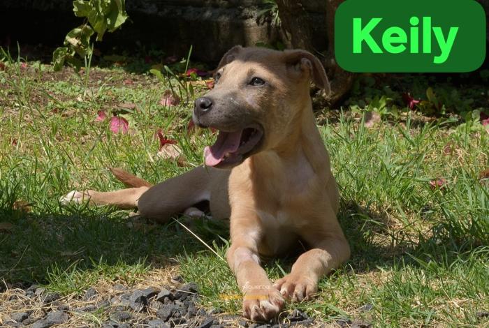 Rescatistas Independientes llaman a Feria de Adopción de ‘lomitos veteranos’