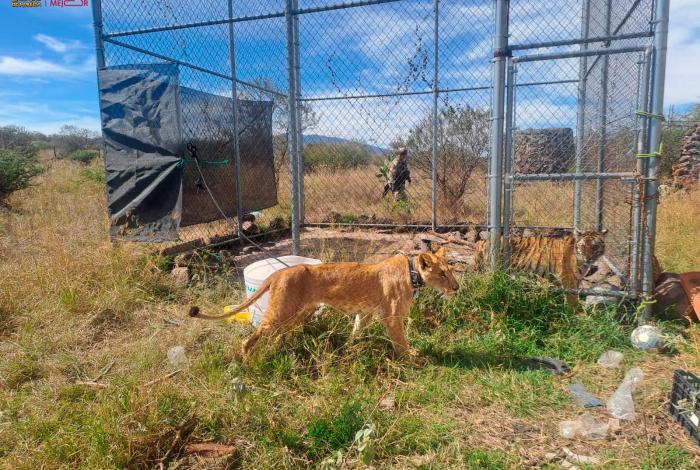 Resguarda Zoo de Morelia a felinos rescatados en Jiquilpan
