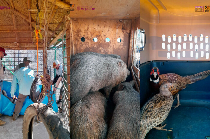 Resguarda Zoológico de Morelia ejemplares decomisados en Huetamo