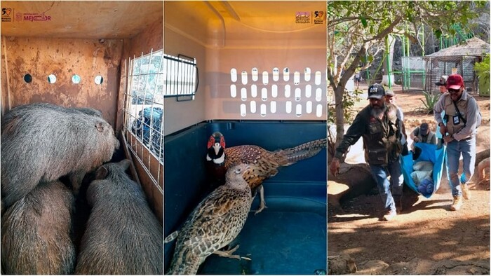 Resguarda Zoológico de Morelia ejemplares decomisados en Huetamo