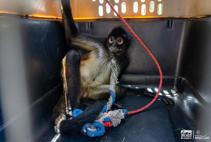Resguarda Zoológico de Morelia a mono araña rescatado en Nueva Italia; tiene lesiones en boca y rodillas