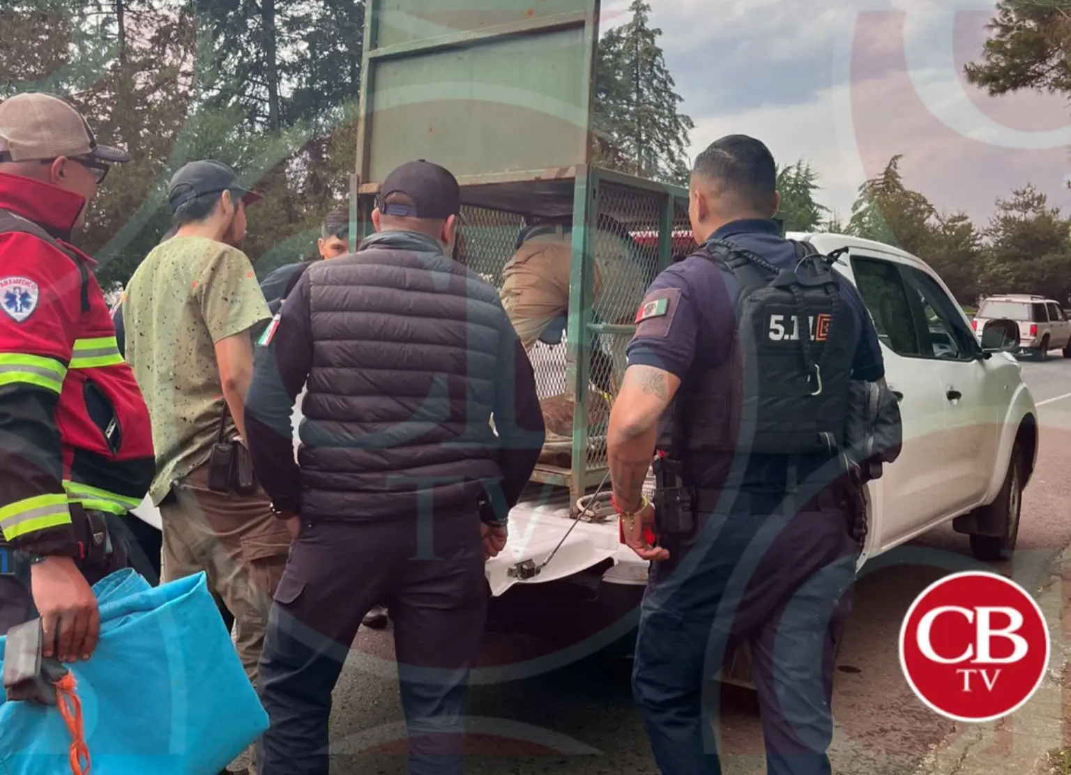 Resguardan al puma capturado ayer en Pátzcuaro