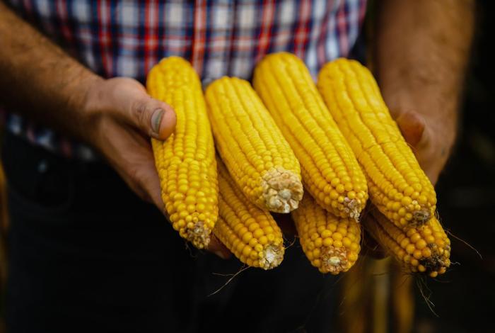 Respalda ICTI investigaciones de maíces de Michoacán