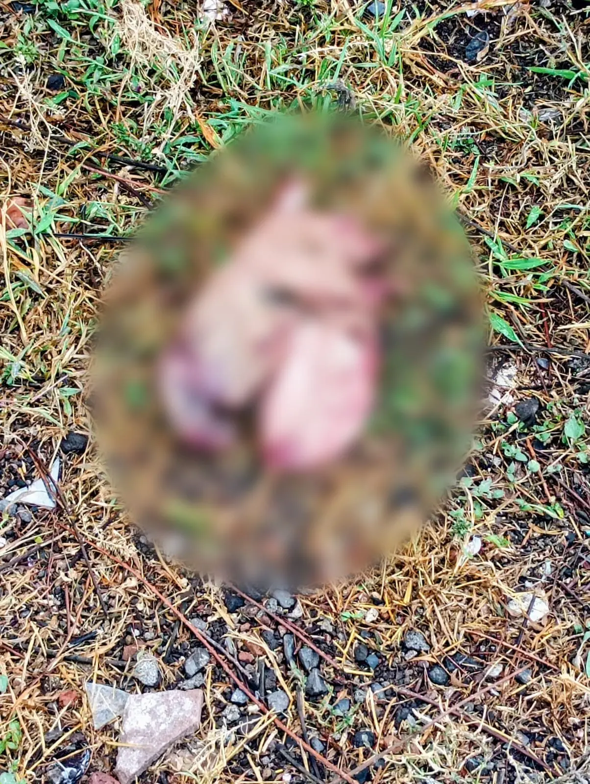 Restos hallados en baldío resultan ser de origen animal