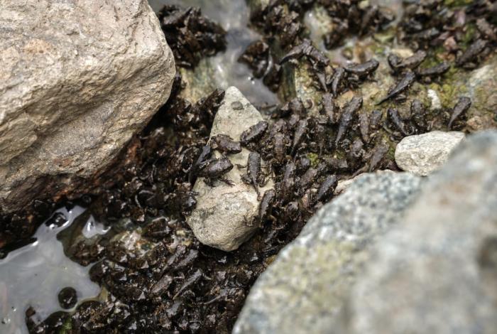 Río Chuta, el rincón favorito de las ranas en LC