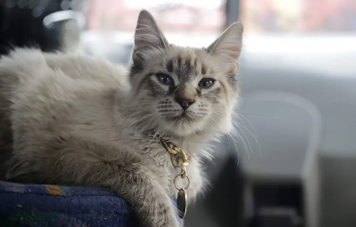 Robaron a Zafiro, el famoso gato microbusero que cobraba el pasaje en Puebla
