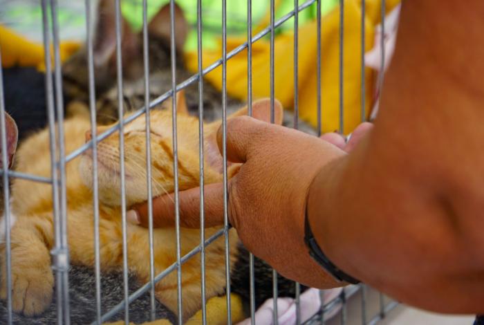 Ronroneo gatuno, la música del amor en la Feria de Adopción