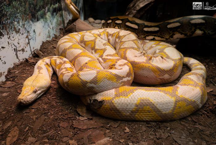 ¿Sabías que en el Zoológico de Morelia hay una serpiente de 5 metros? ¡Ve a conocerla!