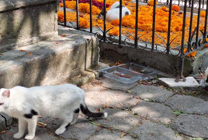 Se brinda cuidado y protección a gatos del Panteón de Morelia: Minerva Bautista