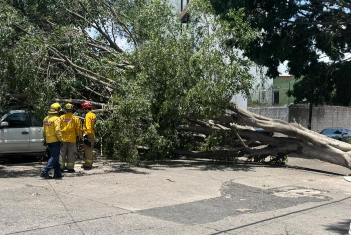 Se cae árbol en la colonia Lomas de Hidalgo; no se reportan lesionados