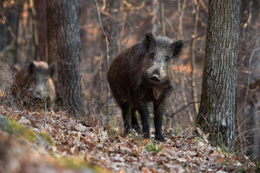 Se detecta peste porcina en dos jabalíes localizados fuera de la zona de alto riesgo en Cataluña, España