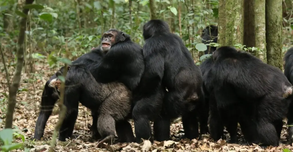 Se registra la primera guerra civil de chimpancés en África