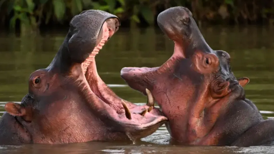 Se sacrificarán Hipopótamos en Colombia