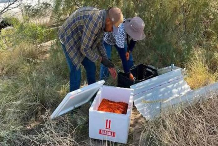 Secretaría de Agricultura libera 74 millones de moscas para frenar plaga del gusano barrenador