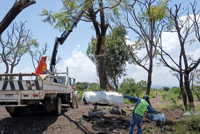  Sedum intensifica rescate y trasplante de árboles en el trayecto del Morebús