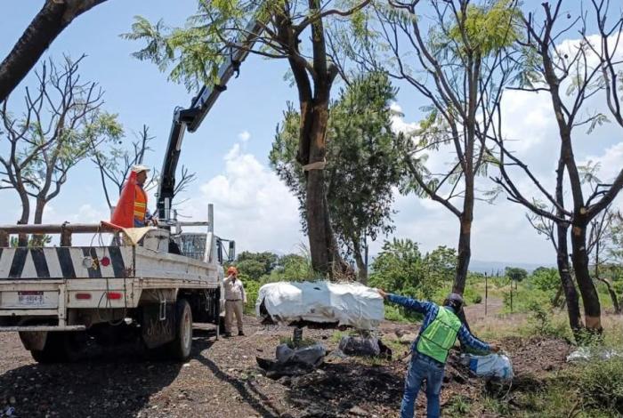 Sedum intensifica rescate y trasplante de árboles en el trayecto del Morebús