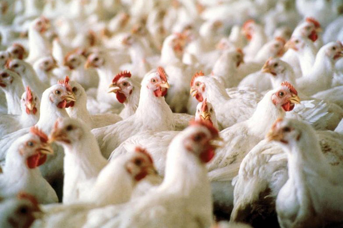 Senasica suspende importaciones avícolas de Brasil a México ante brote de la enfermedad de Newcastle