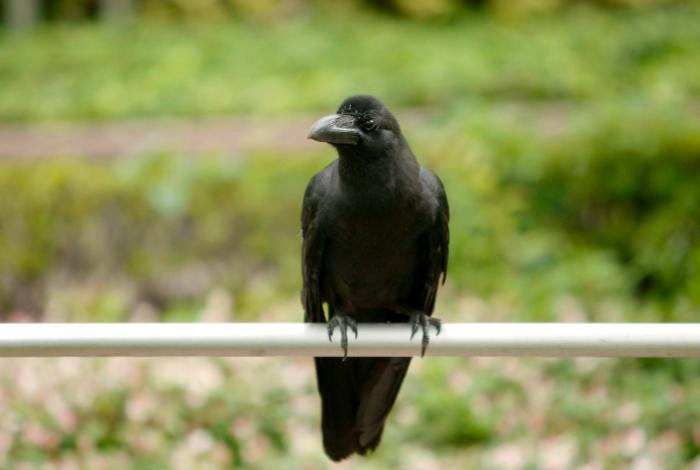 Sí, los cuervos son inteligentes: se reconocen a si mismos en espejos y crean herramientas para trabajar