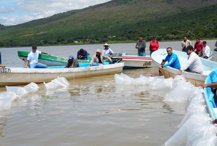 Siembra de 40 mil peces en el lago de Pátzcuaro, prioridad para su rescate: Bedolla