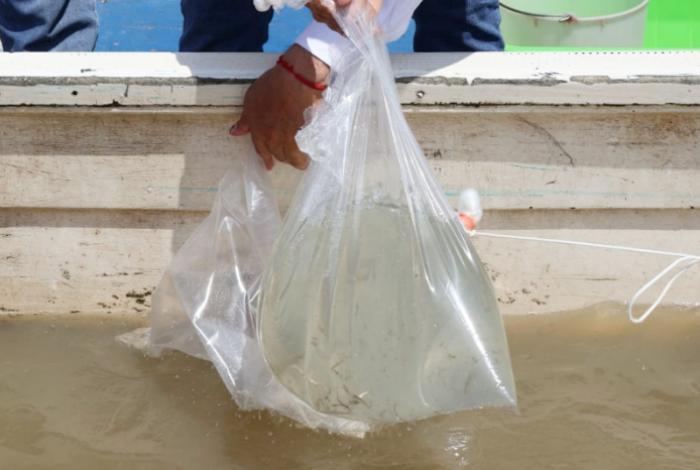 Siembran 80 mil peces para intentar rescatar al pescado blanco en el Lago de Pátzcuaro