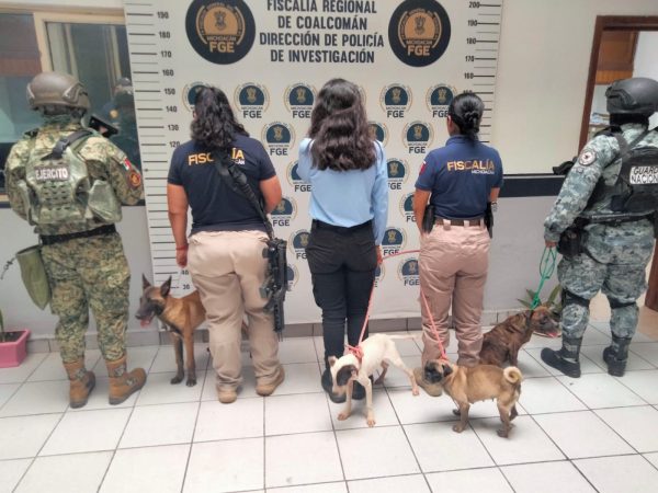 Sin agua, comida y desnutridos: rescatan cuatro perros en Coalcomán